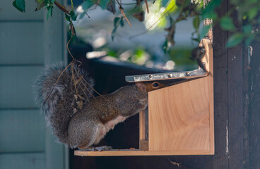 Cute grey squirrel eating nuts
