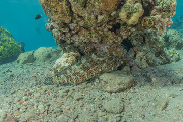 Fish swim in the Red Sea, colorful fish, Eilat Israel
