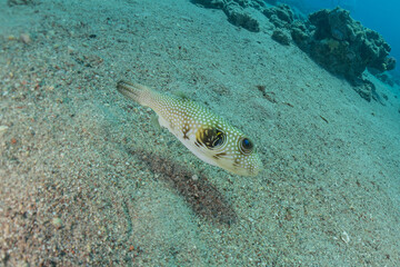 Fish swim in the Red Sea, colorful fish, Eilat Israel
