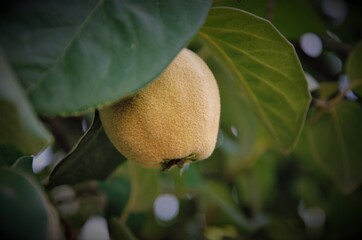 quince fruit hangs on a tree with leaves