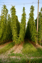 Full green hop garden in the sunset.