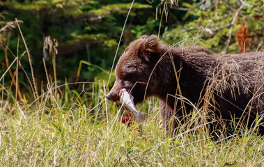 Close up profile of a grizzly bear with a salmon in its jaws, walking in a grassy field.