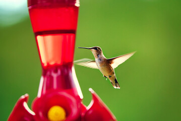 A hummingbird flying around a colorful feeder with a blurred background. © Joe