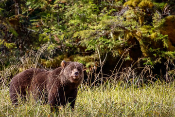 View of a grizzly bear in a grassy field.