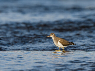Spotted Sandpiper walking in the river water