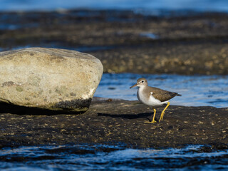 Spotted Sandpiper walking on the rocky river shore 