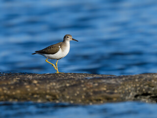 Fototapeta na wymiar Spotted Sandpiper standing on the rock against blue river water background