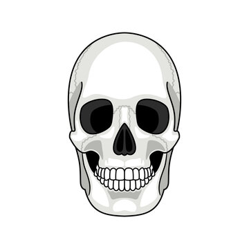 Skull bone face. Gray cartoon smiling cute human skeleton head isolated on white background, drawn ghost front vector illustration