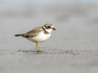 Semipalmated Plover standing  on the river shore , portrait
