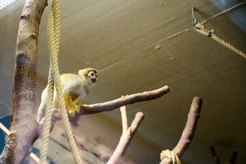 Squirrel Monkey sitting on a tree in the ape house of the Vienna Zoo.