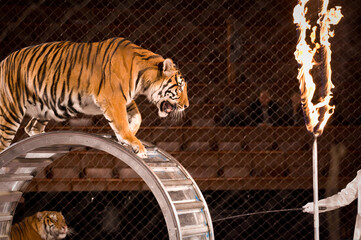 The circus tiger prepares to perform the trick. The animal is about to jump from the wheel through...