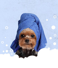 Cute little dog in bath towel sitting in soap foam. Modern design, contemporary art collage....