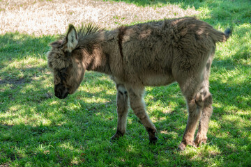 Obraz premium cute fluffy baby donkey in the dappled summer sunshine