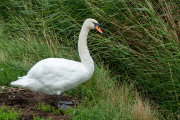 elegant swan standing by the reeds 