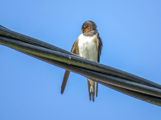 beautiful swallow perched on an overhead cable with a bright blue sky as background © Penny