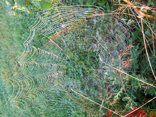 Dew drops and sunlight reflecting on a cobweb in the early morning sunshine on an Autumn day