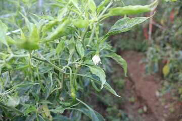 chili plant