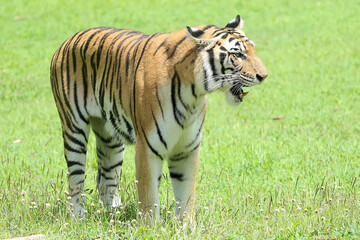 Fototapeta na wymiar A bengal tiger is detecting traces of prey.