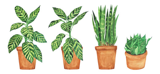 Fototapeta na wymiar Dieffenbachia Dumb canes and Sansevieria trifasciata plant in pot isolated on white background. Watercolor hand drawing illustration. Indoor flowerpot set.