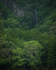 Fototapeta na wymiar 和歌山県 八草の滝