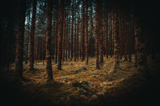 Beautiful view of pine trees in the forest through a hole in late summer