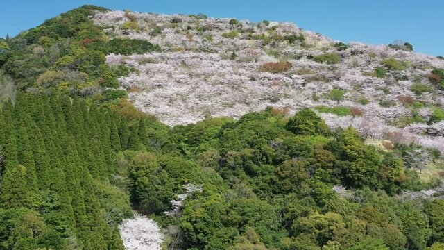 春に山を覆う一万本の桜