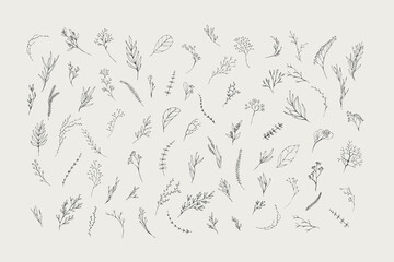 Fototapeta premium Floral branch. Hand drawn wedding herb, homeplant with elegant leaves for invitation save the date card design. Botanical rustic