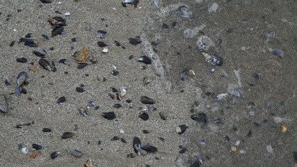 mussel shells on the beach, Leixoes, Portugal