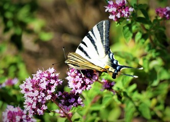 Beautiful butterfly and purple flower on the meadow