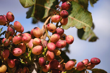 Pistachio tree with fruits