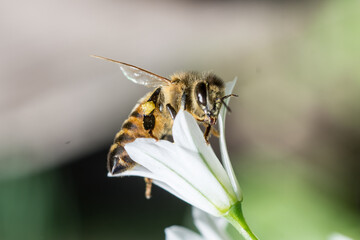 abeja sobre flor blanca