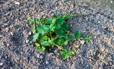 Close up of growing cantaloupe plant