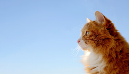 Profile portrait of red cat on blue sky background © Olga Kazanovskaia 