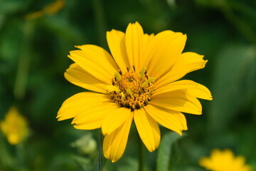 yellow flower