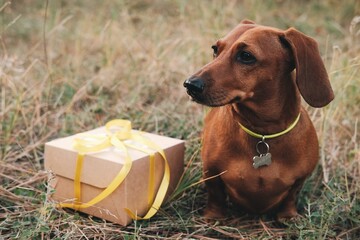 Cute little brown dachshund is sitting on the grass with present box. Present for dog. 