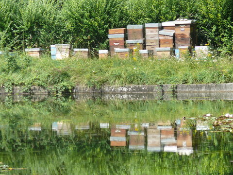 Apiculture