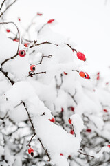 Frozen, snow covered red berries in winter
