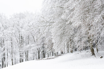 white frozen Trees in Winter