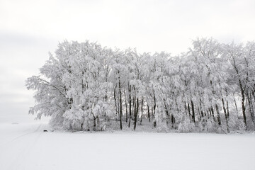 white frozen Trees in Winter
