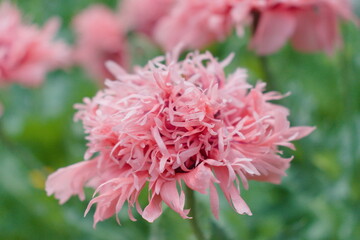pink dahlia flower