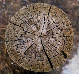 close-up trunk, stump of a tree, cut tree trunk, wood detail