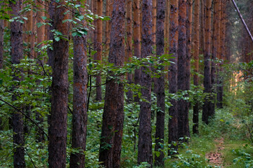 Pine trees grow in one row in the forest. No one