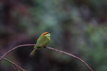 green bee eater
