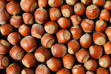 A bunch of shelled hazelnuts