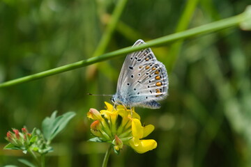 butterfly on a flower
