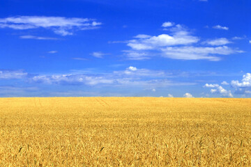 Wheat field with blue sky close-up