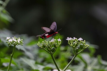 butterfly on a flower