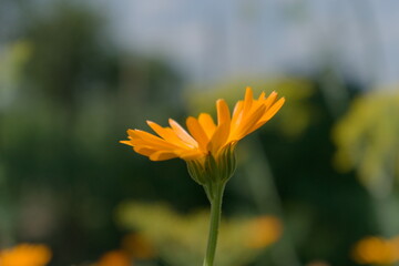 yellow flower in the garden