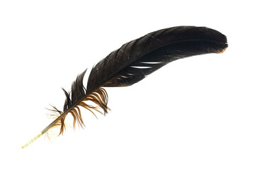 black and brown feathers of a rooster on a white isolated background