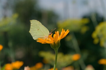butterfly on a flower